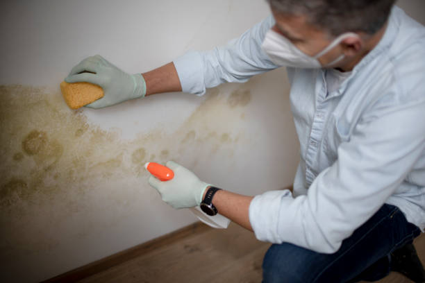 Best Fast Mold Removal  in Potomac, MD