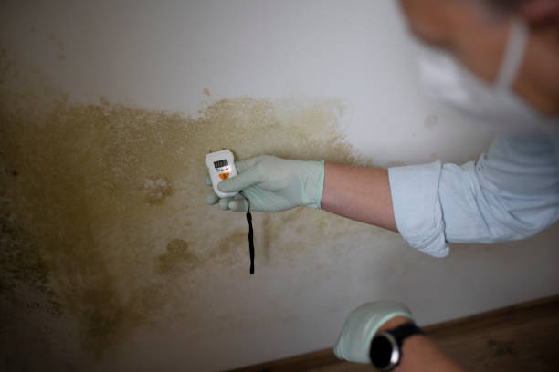 Best Certified Mold Removal  in Potomac, MD