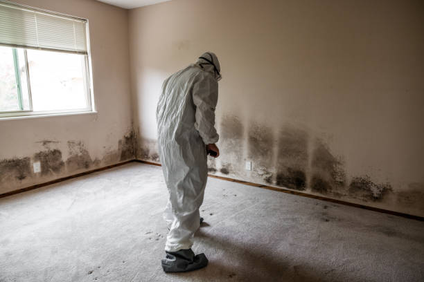 Best Certified Mold Removal  in Potomac, MD