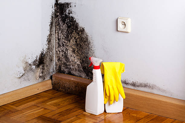 Best Local Mold Removal Service  in Potomac, MD