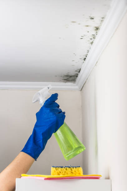 Best Emergency Mold Removal  in Potomac, MD